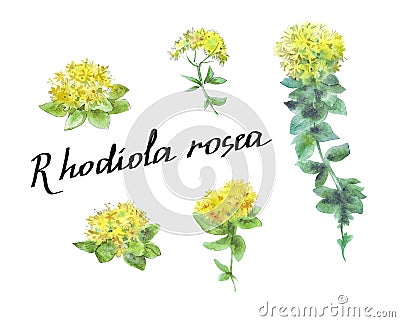 Rhodiola rosea isolated on white Cartoon Illustration