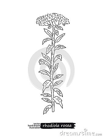 Rhodiola rosea vector sketch Vector Illustration