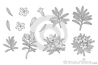 Rhododendron or Alpine rose set. Vector Illustration