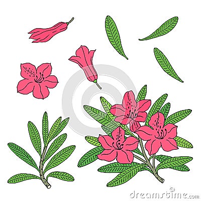 Rhododendron or Alpine rose. Hand drawn contour outline vector. Vector Illustration