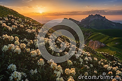 Rhododendron bloom. Big Thach Stock Photo