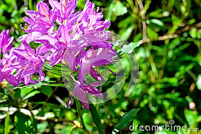 rhododendron in bloom in talybont-on-Usk valley Stock Photo