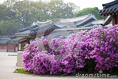 Rhododendron blooming in Changdeokgung Palace in Seoul, Korea Stock Photo