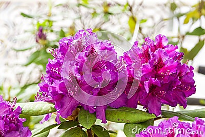 Rhododendron of the Bogomil Kavka species Stock Photo