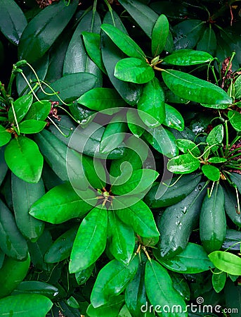 Rhododendron catawbiense. Green bushes after the rain. Raindrops on a plant. Stock Photo