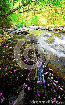 Rhododendron dauricum bagulnik fallen flowers on stream Smolny Stock Photo