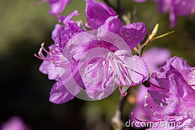 Rhododendron dauricum,bush purple flowers Rhododendron mucronulatum Stock Photo