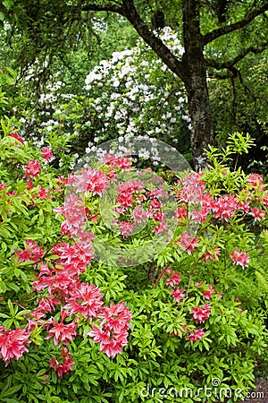 Rhododendron flower Stock Photo