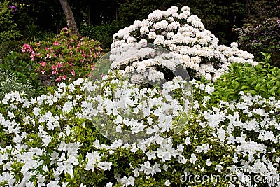 Rhododendron flower Stock Photo