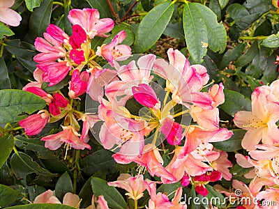 Rhododendron flower Stock Photo