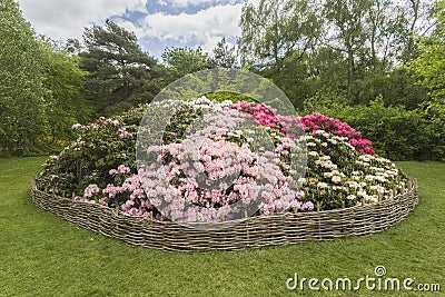 Rhododendron flowerbed, Isabella Plantation, Richmond Park Stock Photo