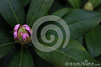 Rhododendron flowers, leaf green, nature, spring, nature. Stock Photo