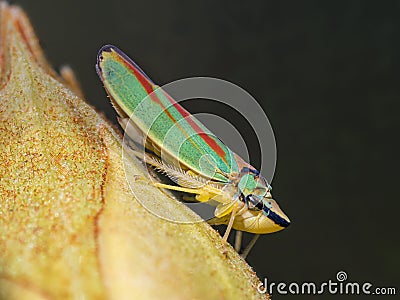 Rhododendron leafhopper on bud Stock Photo