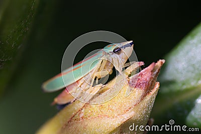 Rhododendron leafhopper close up Stock Photo