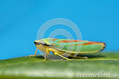 Rhododendron leafhopper on leaf Stock Photo