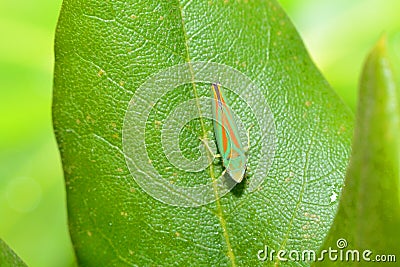 Rhododendron leafhopper on a leaf Stock Photo