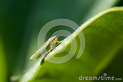 Rhododendron Leafhopper on a leaf Stock Photo