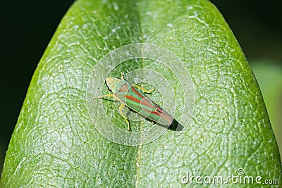 Rhododendron Leafhopper on a leaf Stock Photo