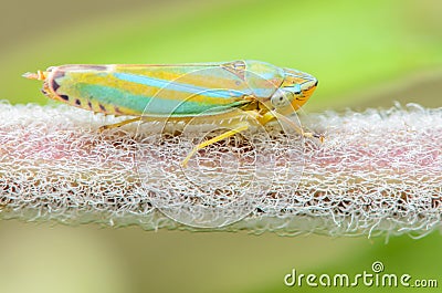 Rhododendron Leafhopper Stock Photo