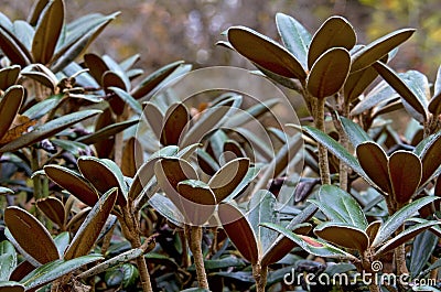 Rhododendron leaves Stock Photo