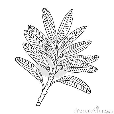 Rhododendron leaves. Vector outline. Vector Illustration
