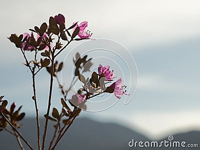Rhododendron ledebourii or Ledum Siberia flowers against the sun Stock Photo
