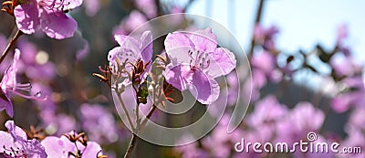Rhododendron ledebourii Stock Photo