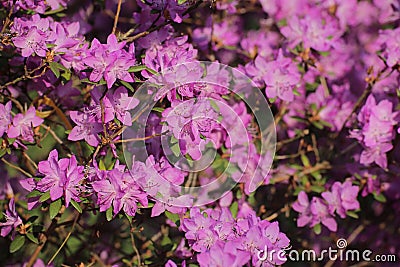 Rhododendron ledebourii, a plant from the family Ericaceae Stock Photo