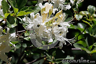 Rhododendron Occidentale Bloom - San Jacinto Mtns - 06132 Stock Photo