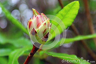 Rhododendron occidentale (Western Azalea) Stock Photo