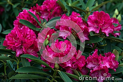 Rhododendron Pearces American Beauty. Shrub of azaleas in ruby color. Scarlet, red, azaleastrum. Alpine rose is bloom. Potted gard Stock Photo