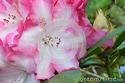 Rhododendron Pink Highlights 02 Stock Photo