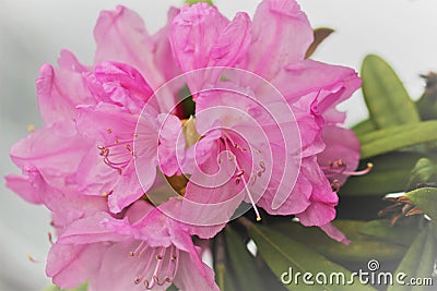 Rhododendron prinophyllum.Early azalea .Petals on silver background Stock Photo