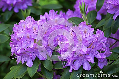 Rhododendron - Roseum Elegans Stock Photo