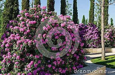 Rhododendron `Roseum Elegans` hybrid catawbiense pink purple flowers blossom in Public landscape city park `Krasnodar` Stock Photo