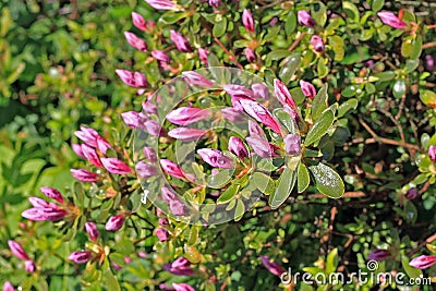 Rhododendron in spring Stock Photo