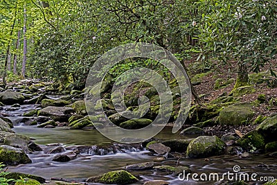 Rhododendron surround a small stream in the Smokies. Stock Photo