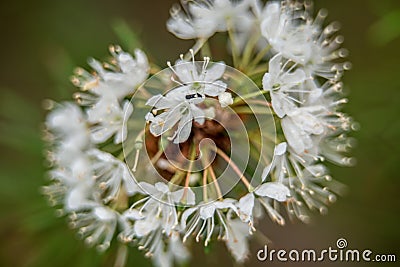 Rhododendron tomentosum detail Stock Photo