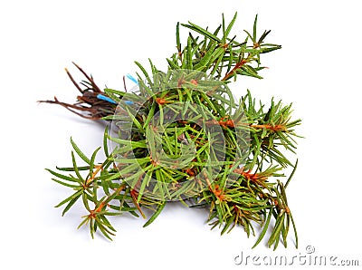 Rhododendron tomentosum, Ledum palustre or marsh Labrador tea, northern Labrador tea or wild rosemary, Ledum. Stock Photo