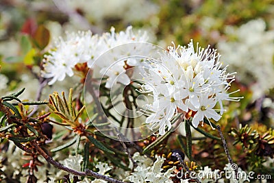 Rhododendron tomentosum (syn. Ledum palustre) Stock Photo