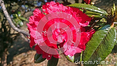 Rhododendron tree with red flowers in bloom Stock Photo