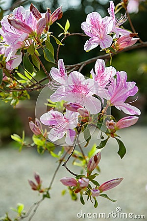 Rhododendron yedoense f. poukhanense, the Korean azalea, is a species of flowering plant in the family Ericaceae.. Stock Photo