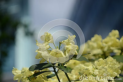 Rhododendron in yellow with architectural background bokeh Stock Photo