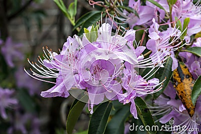 Rhododendron yunnanensis Pink Flowered Stock Photo