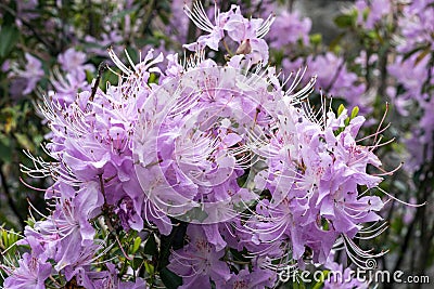 Rhododendron yunnanensis Pink Flowered Stock Photo