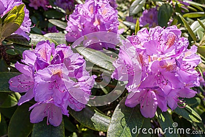 Rhododendrons bloom in Helsinki`s botanical garden Stock Photo