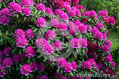 Rhododendrons Stock Photo