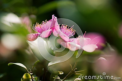 Rhodomyrtus tomentosa flower, nature Stock Photo