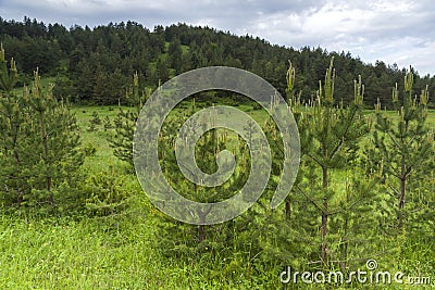 Rhodope Mountains near village of Dobrostan, Bulgaria Stock Photo