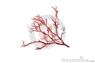 Rhodophyta red algae isolated transparent png Stock Photo